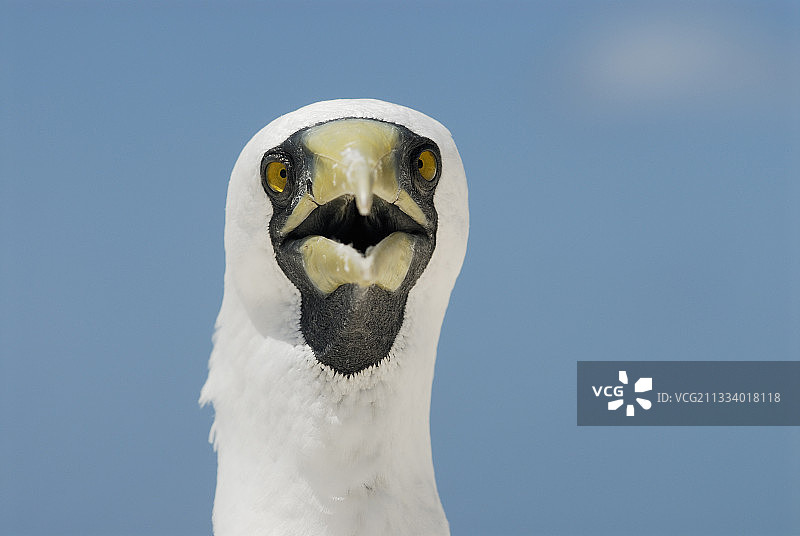 NC Huon岛上成年蓝脸鲣鸟的肖像图片素材