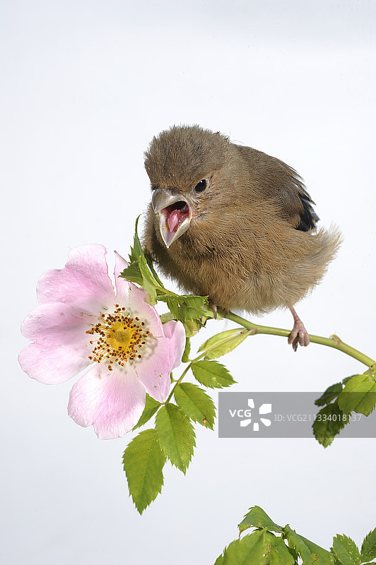 在法国犬蔷薇树枝上的年轻红腹灰雀图片素材