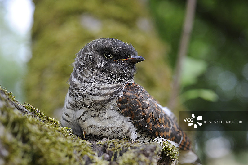 树枝上的红头布谷鸟图片素材