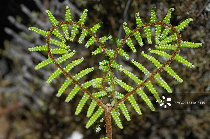 新喀里多尼亚心形蕨叶图片素材