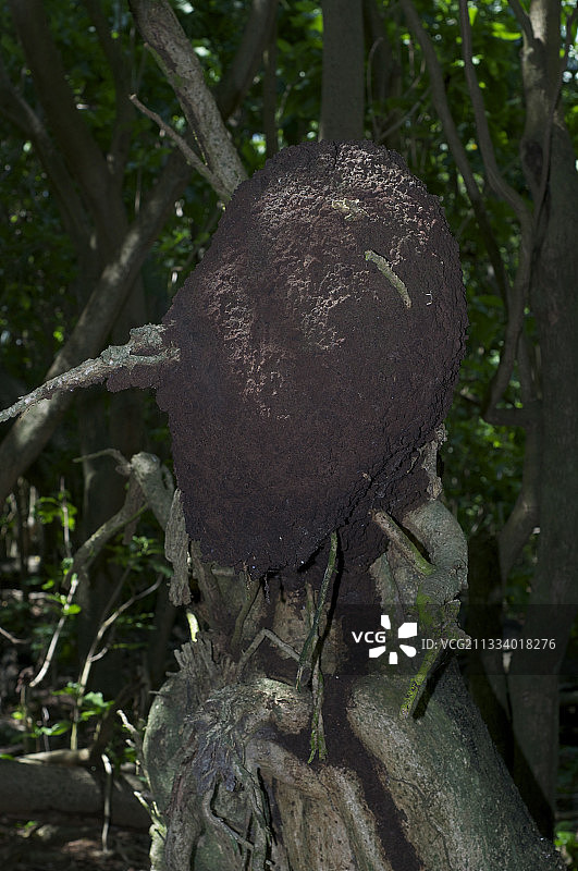 塞舌尔库津岛上的白蚁图片素材