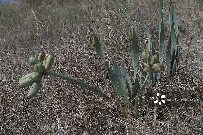 法国莫尔比昂省瓦特岛的种子图片素材