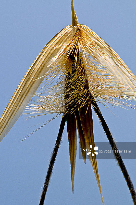 西班牙干燥的带胡须燕麦小穗细节图片素材