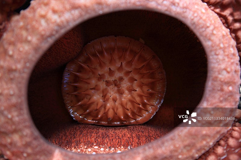 印度尼西亚苏门答腊岛武吉丁宜的莱佛士花图片素材