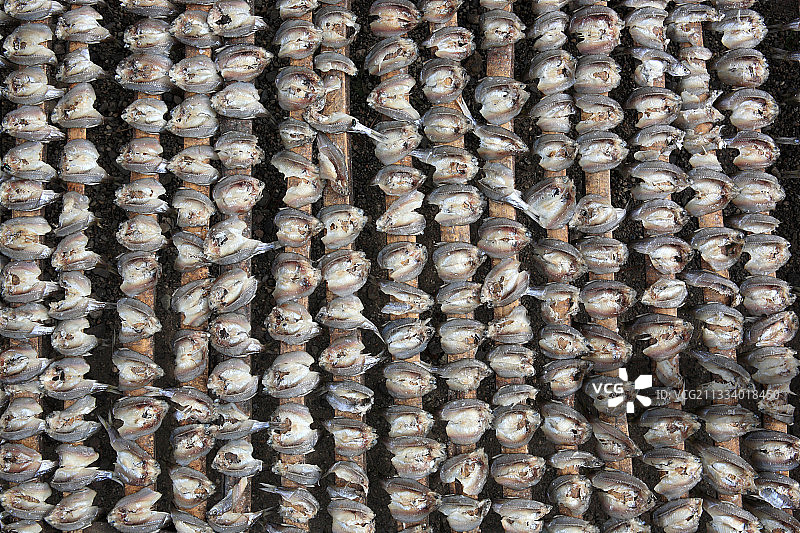 武吉丁宜苏门答腊岛阳光下晾晒的鱼干图片素材