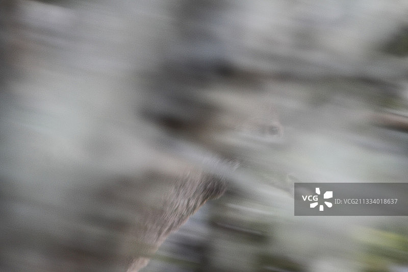 西班牙蒙弗拉格国家公园的鹿图片素材