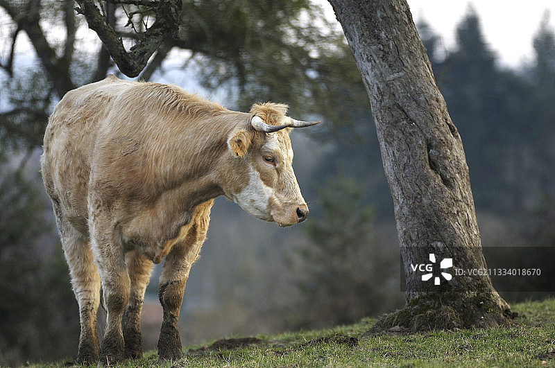 法国诺曼底草甸上的牛肉图片素材