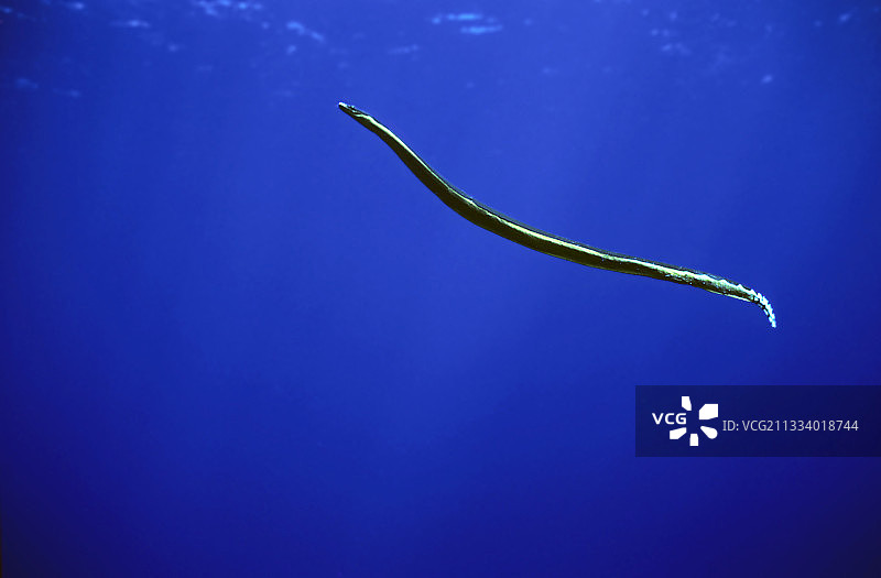 黄腹海蛇图片素材