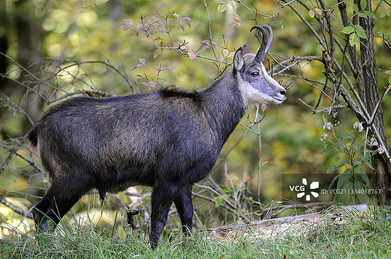 法国汝拉山区的雄性羚羊图片素材