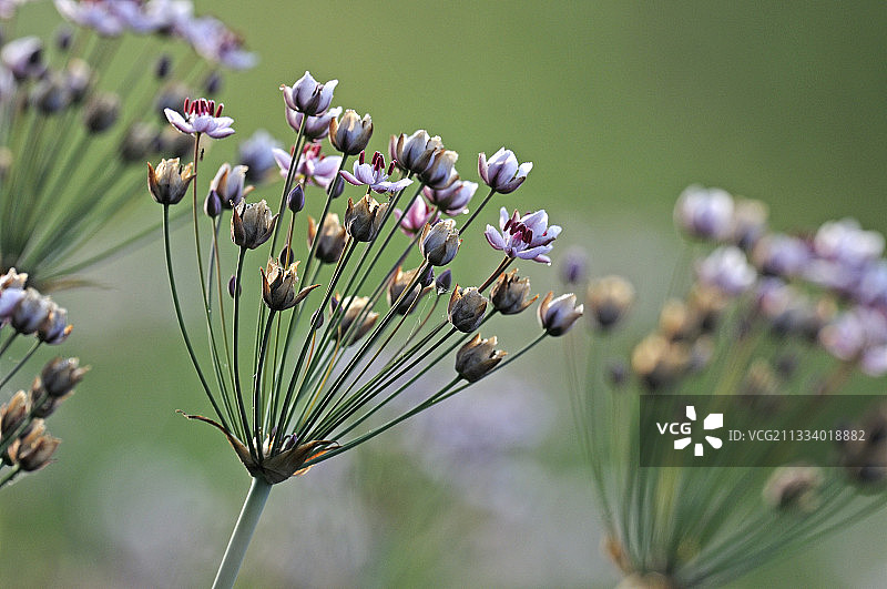 法国弗朗什-孔泰的 flowering rush 花朵图片素材
