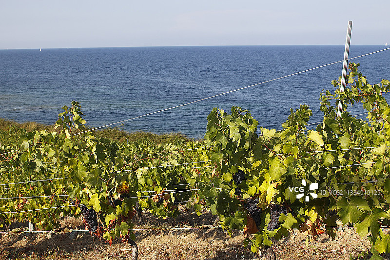 地中海科西嘉角上方的AOC葡萄园，法国图片素材