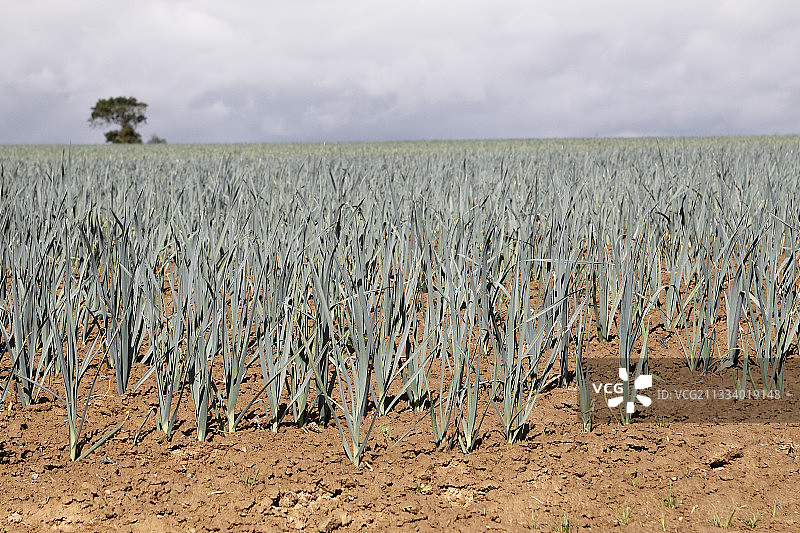 法国布列塔尼韭菜田图片素材