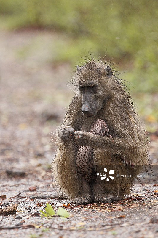 克鲁格国家公园跑道上在雨中的豚尾狒狒和幼崽图片素材
