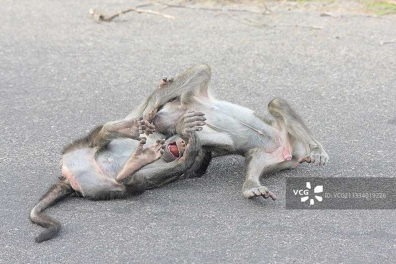 在克鲁格国家公园的道路上玩耍的幼年豚尾狒狒图片素材