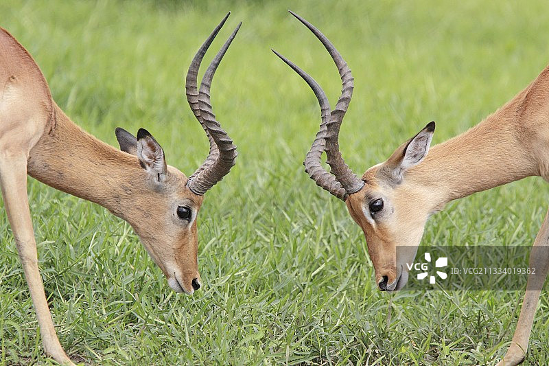 南非克鲁格国家公园：黑斑羚雄性战斗姿态图片素材