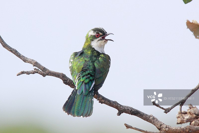 迪德里克杜鹃站在南非克鲁格国家公园的树枝上图片素材