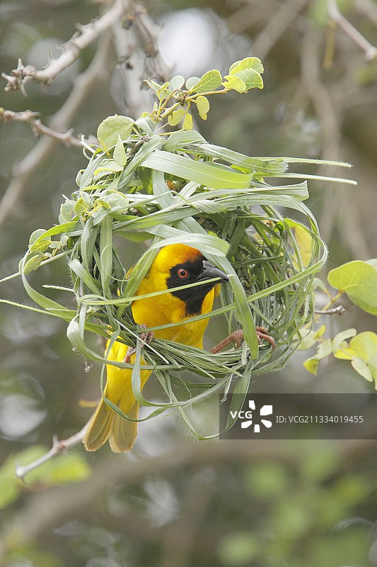 克鲁格国家公园中筑巢的雄性南非织布鸟图片素材