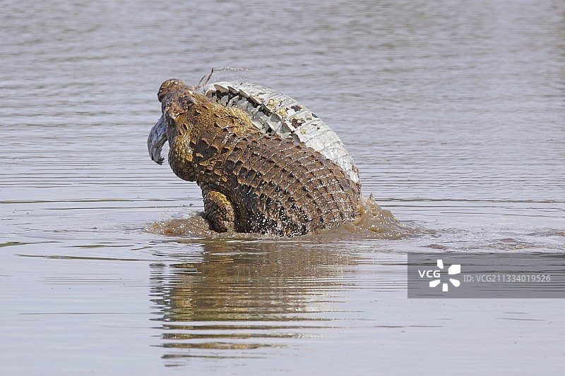 克鲁格国家公园中正在吞食另一条成年鳄鱼的尼罗鳄图片素材