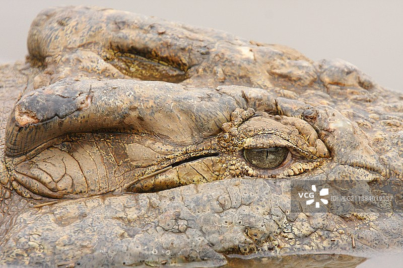 尼罗鳄掠影，克鲁格国家公园图片素材