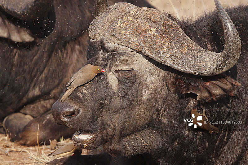 红嘴牛椋鸟为克鲁格国家公园的非洲水牛除虫图片素材