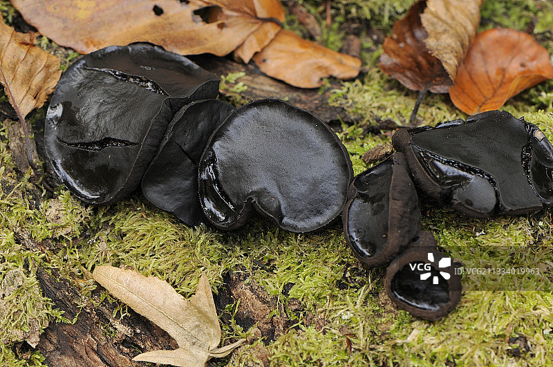 保加利亚：倒下的橡树林树干上的杂物，法国图片素材