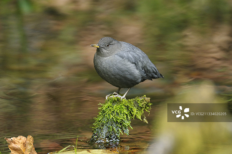 美洲河乌：奥林匹克国家公园霍河雨林图片素材