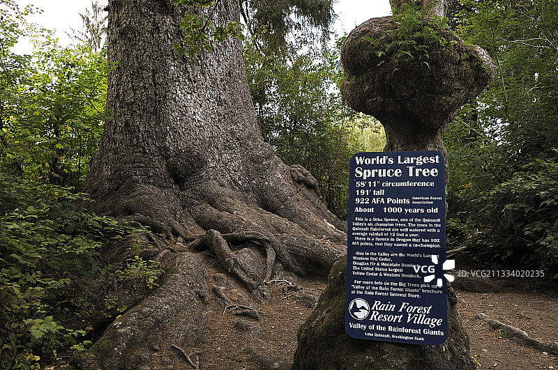 奥林匹克国家公园奎纳尔特雨林中的大型西加云杉树图片素材