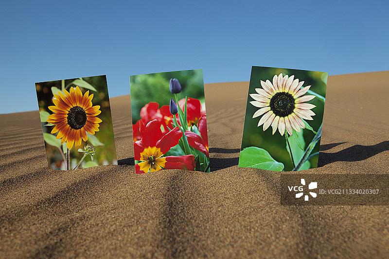 摩洛哥沙漠中的鲜花照片图片素材