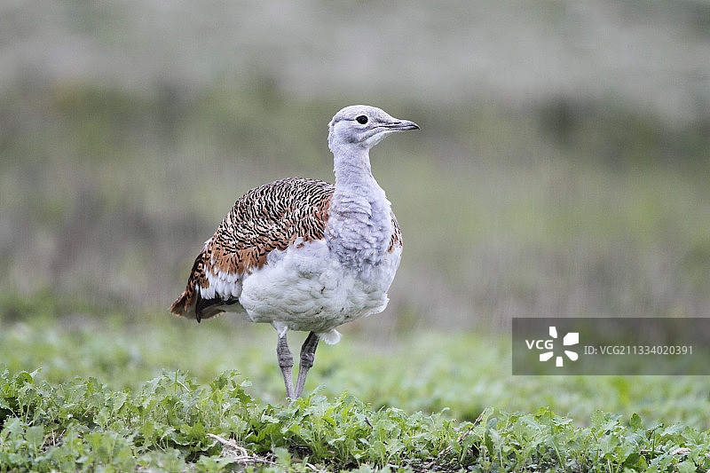 站在草地上的雌性大鸨图片素材