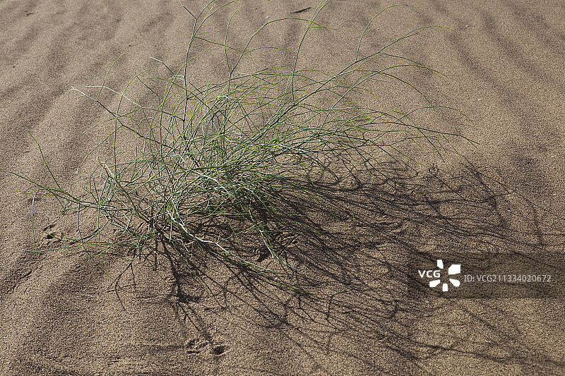 在摩洛哥德拉谷的沙漠中种植图片素材