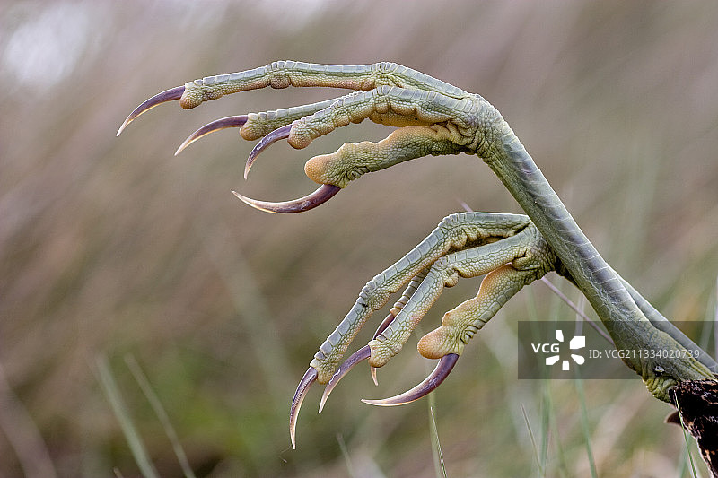 西班牙纳瓦拉的腿部图片素材