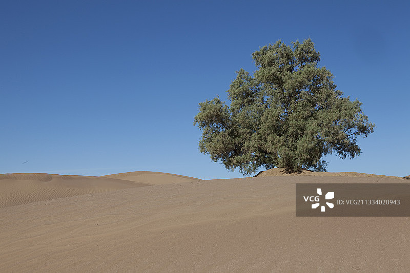 摩洛哥德拉谷沙漠中的百年柽柳图片素材