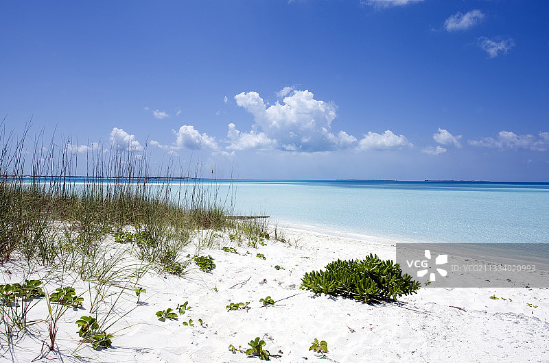 阿巴科岛大特雷asure礁海滩上的售货亭图片素材