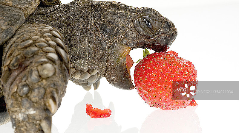 正在吃草莓的缘纹陆龟肖像图片素材