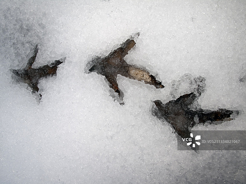 魁北克省雪地里的花尾榛鸡的痕迹图片素材