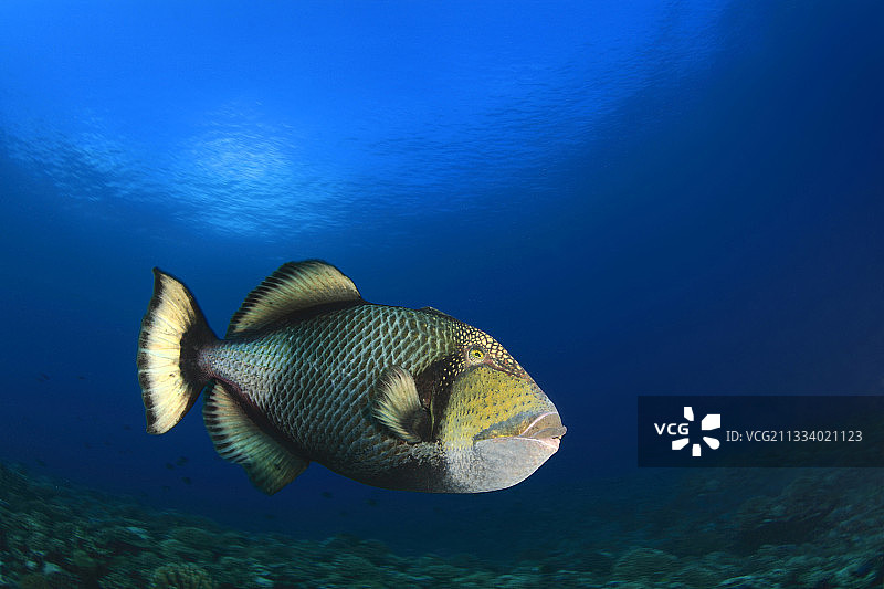 波利尼西亚塔希提岛的巨型扳机鱼图片素材