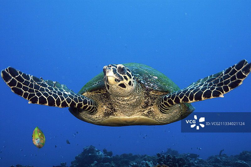波利尼西亚塔希提岛的玳瑁海龟图片素材