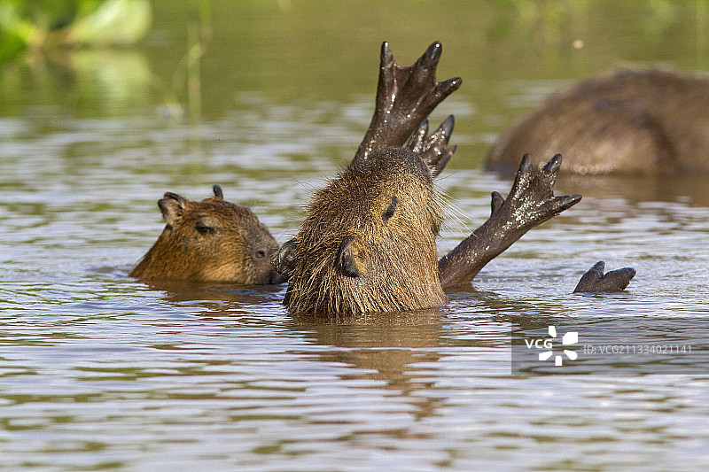 巴西潘塔纳尔河中的水豚母子图片素材