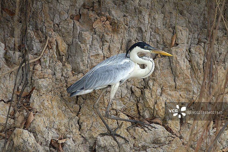 巴西潘塔纳尔湿地的鹭鸟图片素材