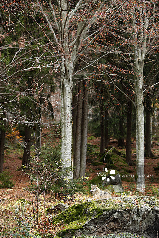 躺在秋季山毛榉森林岩石上的欧洲狼图片素材
