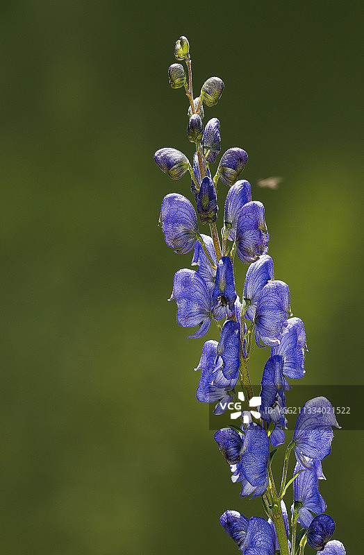金星战车花，比利牛斯山，西班牙图片素材