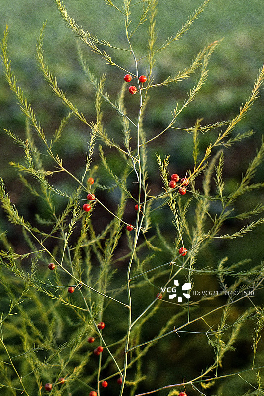 秋季西班牙的芦笋果实图片素材
