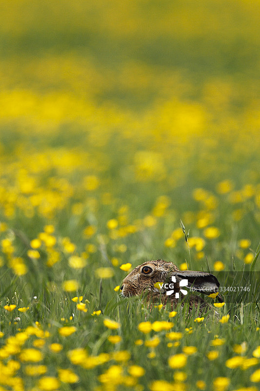 躺在毛茛花丛中的棕色野兔，英国图片素材