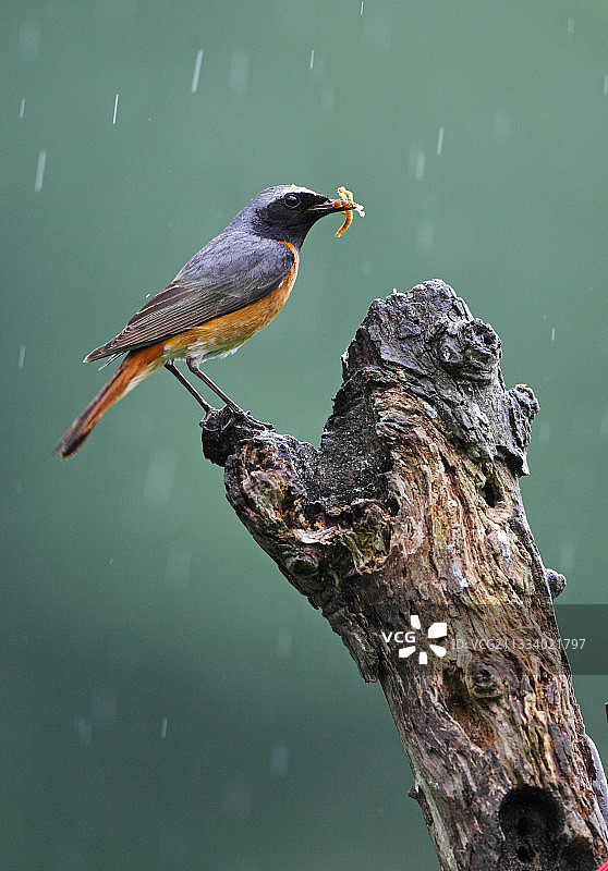 红尾鸲雨中立于枝头，口衔猎物图片素材