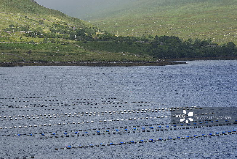 爱尔兰的鲑鱼和贻贝养殖场图片素材