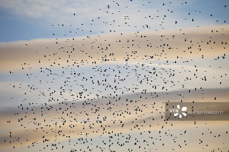 在严冬时节，燕雀会成群结队地向南迁徙，寻找它们最喜欢的食物：山毛榉坚果图片素材