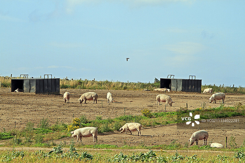 苏格兰的生猪养殖图片素材