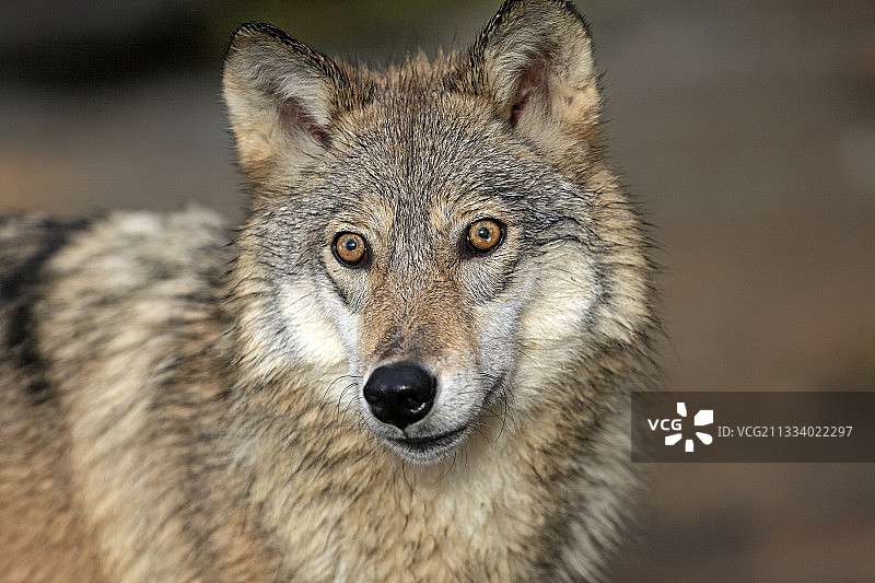 美国明尼苏达州的灰狼肖像图片素材
