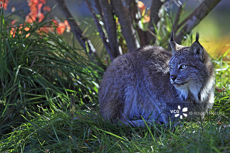 美国明尼苏达州的加拿大猞猁图片素材