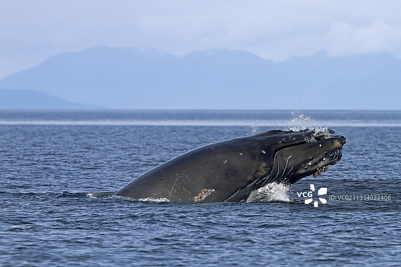 鲸鱼跃入空中，旋转并背部或侧身着陆，拍打水面图片素材